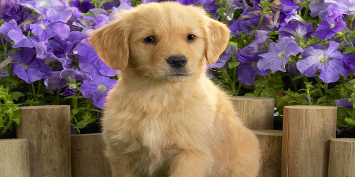 películas de perros