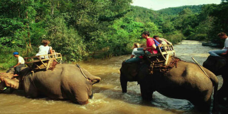 proteger a los animales