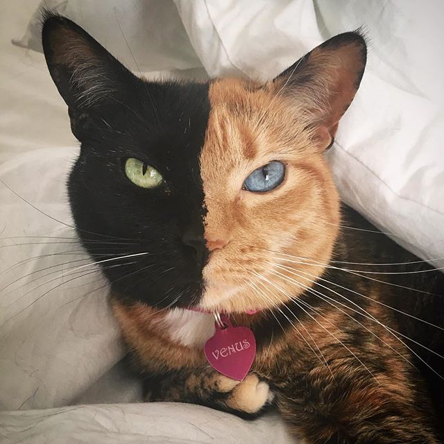 animales en instagram