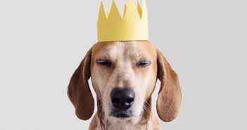 animales en instagram