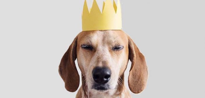 animales en instagram