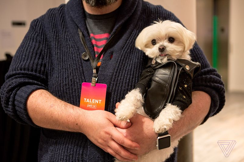 mascotas famosas de instagram