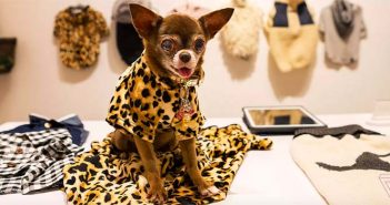 mascotas famosas de instagram