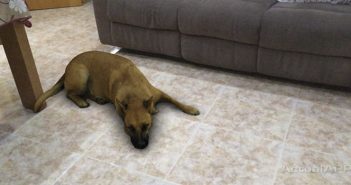 filtro del perro tumbado instagram