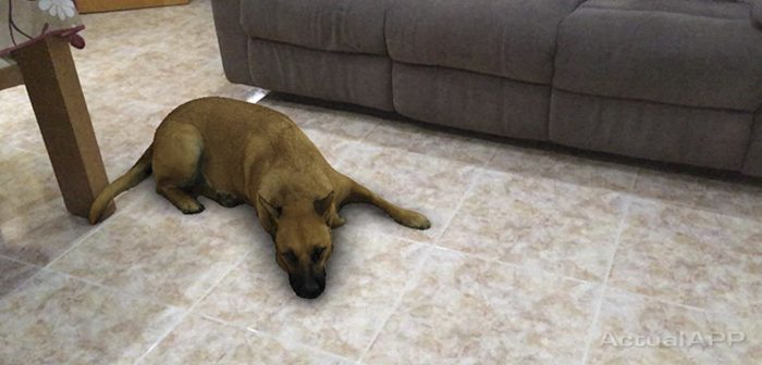 filtro del perro tumbado instagram